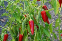 Особенности выращивания горького перца в теплице
