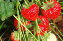 Выращивание клубники из семян в домашних условиях