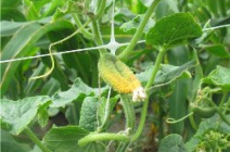 Почему желтеют огурцы в теплице и как этого избежать