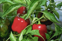 Причины скручивания и увядания листьев тепличного перца