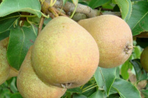 Груша Белорусская поздняя: характеристика сорта и рекомендации по выращиванию