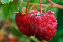 Правила посадки малины