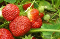 Как получать урожай клубники в теплице круглый год