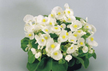 Особенности выращивания и размножения бегонии