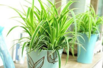 Уход за хлорофитумом в домашних условиях