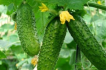 Зимнее хранение огурцов в домашних условиях