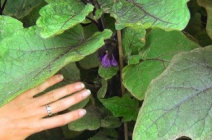 Пасынкование тепличных баклажанов