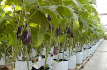 Как получить урожай баклажанов в теплице