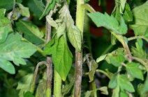 Фузариозное увядание томатов: признаки, лечение и профилактика