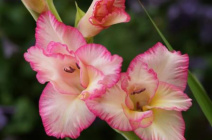 Болезни и вредители гладиолусов: признаки поражения и методы решения проблемы