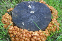 Как вырастить грибы на приусадебном участке