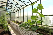 Особенности планировки и расположения гряд в тепличных конструкциях