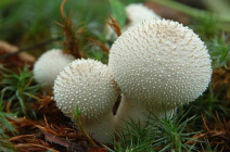 Грибы-дождевики: разновидности и способы приготовления