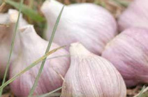 Особенности и техника выращивания чеснока в тепличных условиях