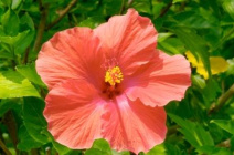 Как растет китайская роза