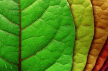 Причины изменения цвета листьев свеклы