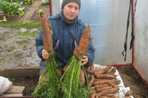 Выращивание моркови в теплице: выбор сорта и особенности агротехники