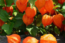 Выращивание съедобных и декоративных видов физалиса