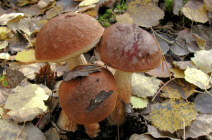 Видовое разнообразие грибов Башкирии