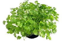 Уникальные свойства кинзы