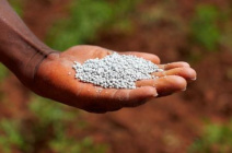 Чем удобрить землю весной: органические и минеральные подкормки