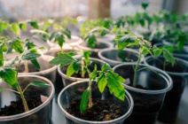 Способы и технология пикировки томатов