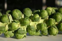 Выращивание брюссельской капусты в теплице