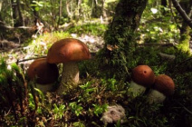 Особенности трубчатых грибов