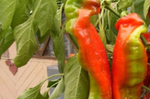 Перец «Какаду»: сортовые особенности и правила выращивания