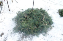 Как подготовить виноградник к зиме