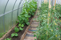 Стоит ли сажать помидоры и огурцы в одной теплице